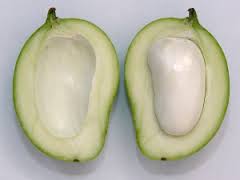 Ekstrak Biji Mangga