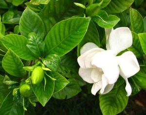 gardenia kuning