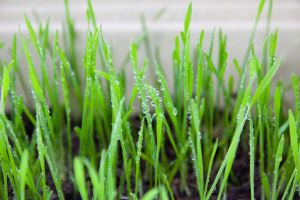 Rumput gandum serbuk