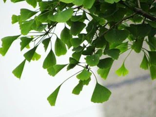 ginko biloba