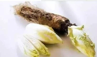 chicory