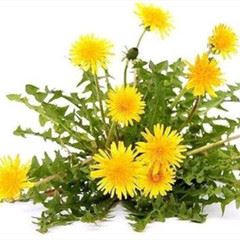 dandelion dandelion