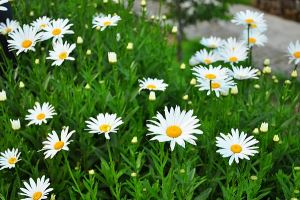 Tanaman Feverfew