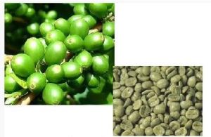 Ekstrak Kopi Hijau