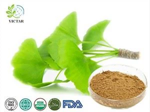 Ekstrak Ginkgo Biloba